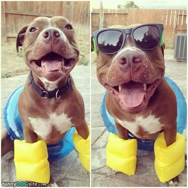 Happpy Happpppy Dog
