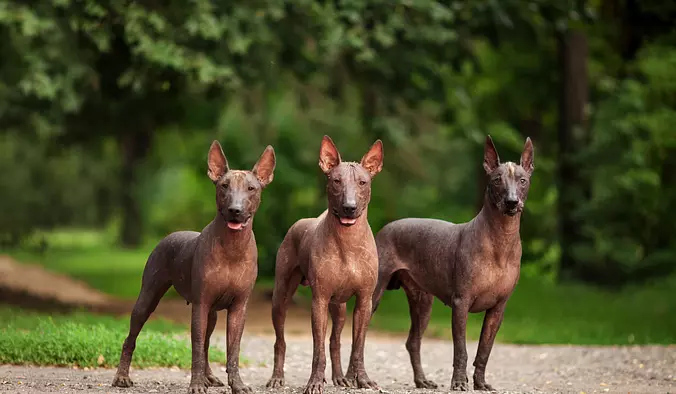 3 Xoloitzcuintli dog in the...