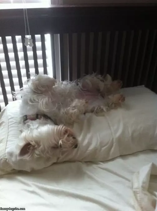 How I Sleepz