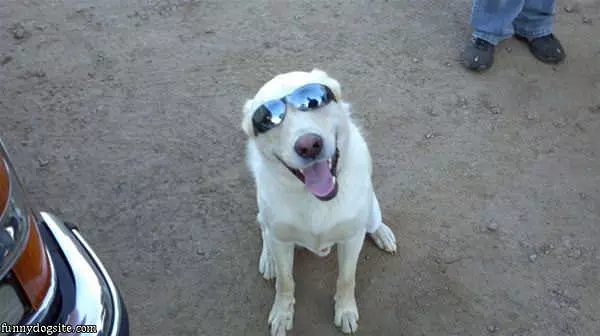Cool Shades Dog