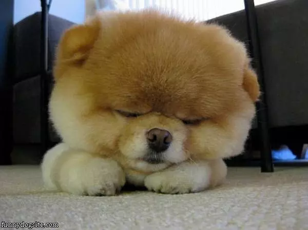 I Are So Sleepy