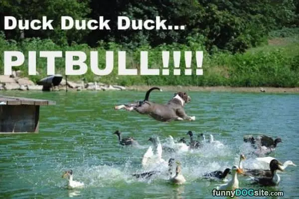 Duck Duck