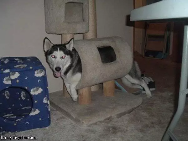 My Dog Spot