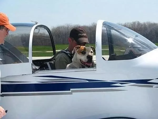 Plane Dog