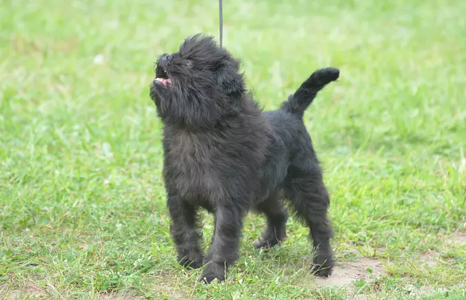Affenpinscher Puppy