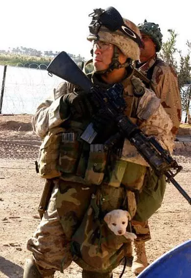 Pocket Puppy