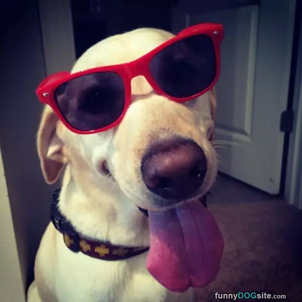 Cool Glasses Huh
