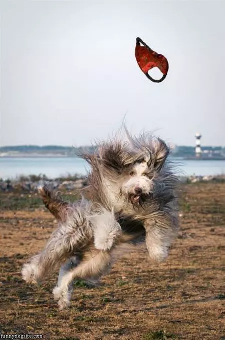 Shaggy Dog