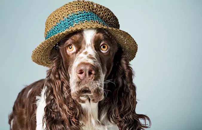 English Springer Spaniel