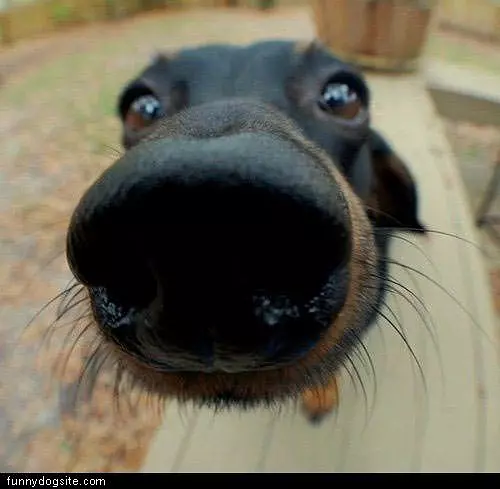 Dog Nose