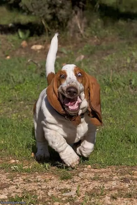 Running Basset