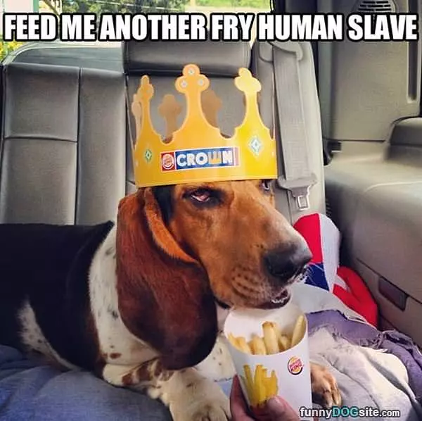 Feed Me Another Human