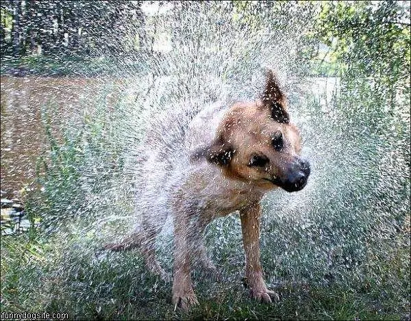 Shake It Off