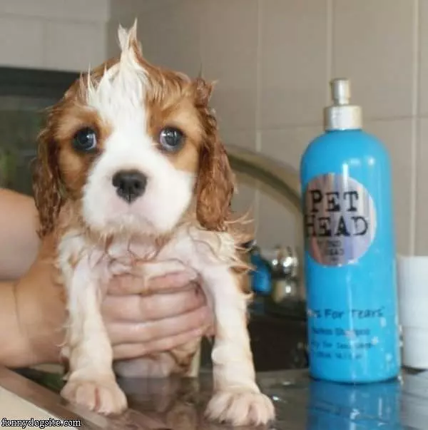 Pet Head Dog