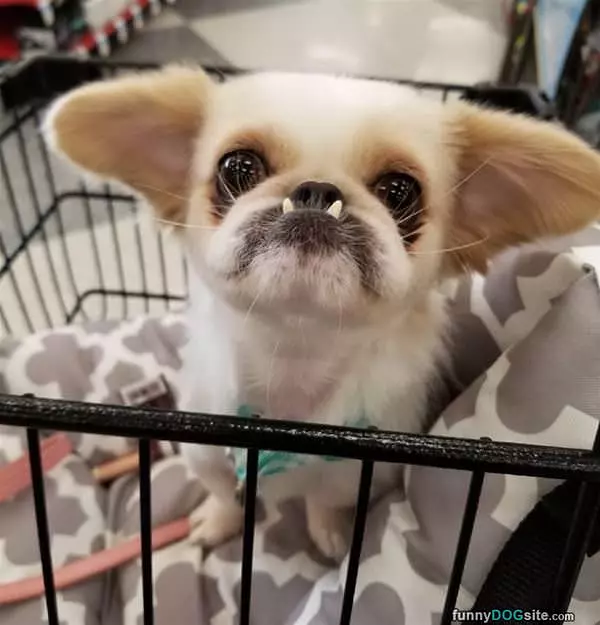 My Teef