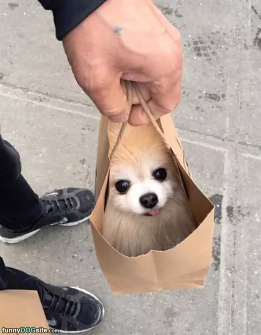 One Bag Of Dog