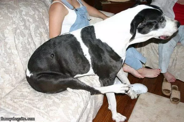 Comfortable Couch