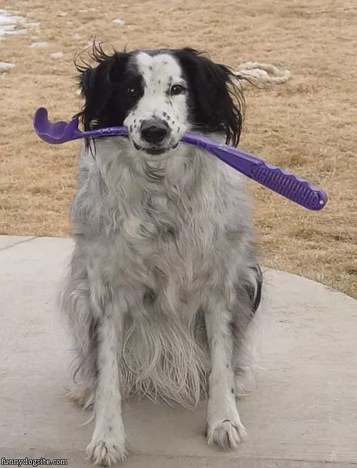Levi Wants To Fetchy