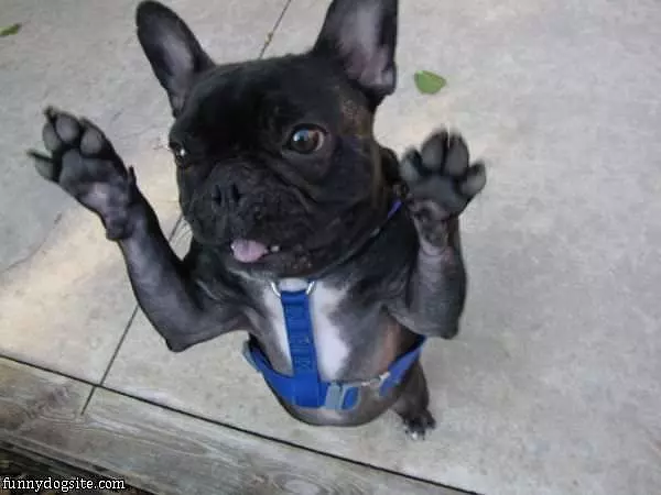 Zombie Impression