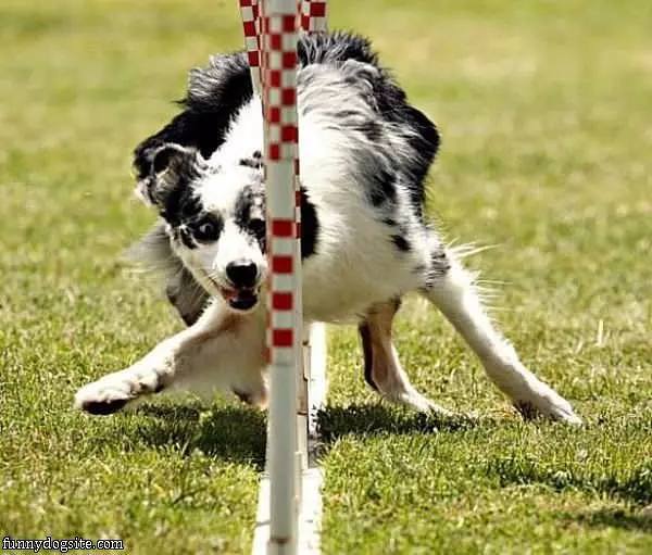 Racing Dog