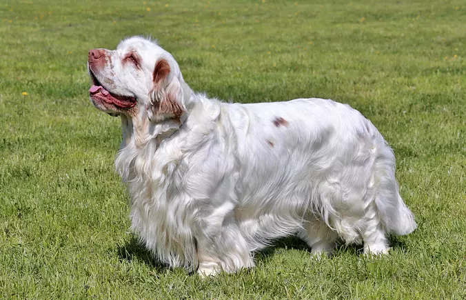 Clumber Spaniel