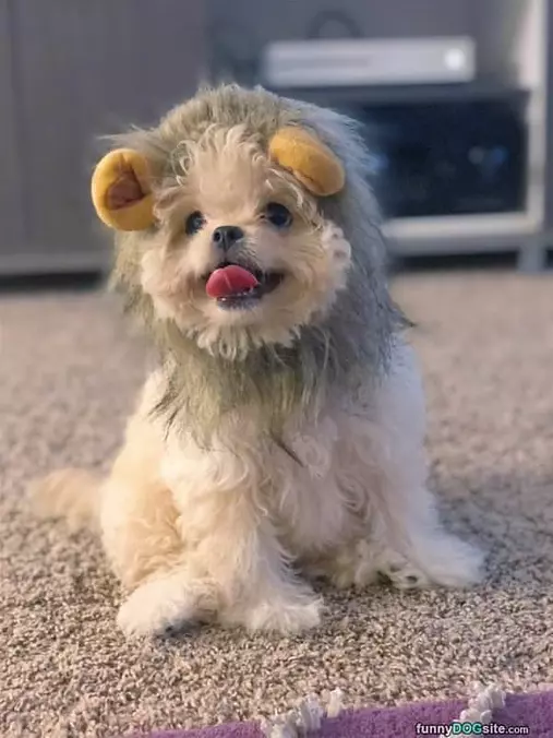 Just A Cute Costume