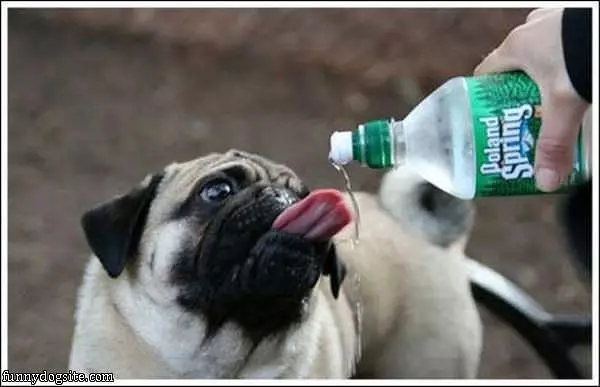 Poland Springs