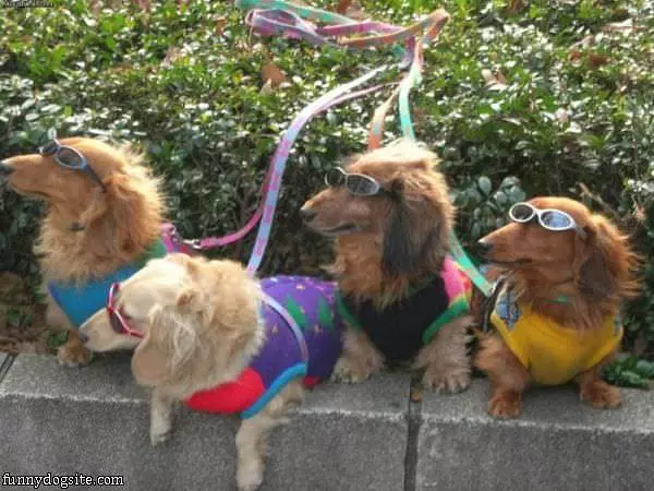 Cool Dogs Are Cool