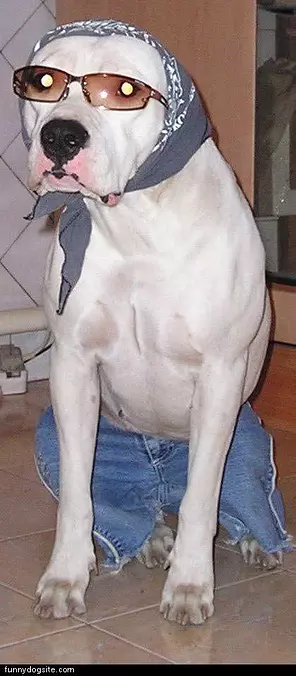 Nice Glasses Dog
