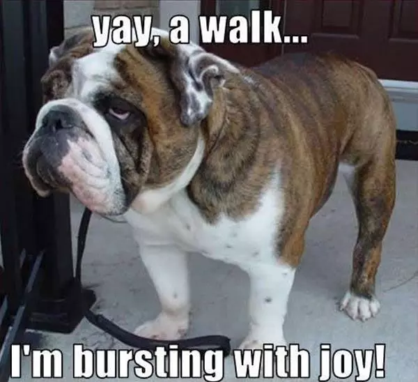 Yay A Walk