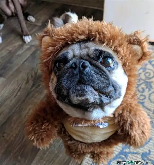 I Am A Bear Now
