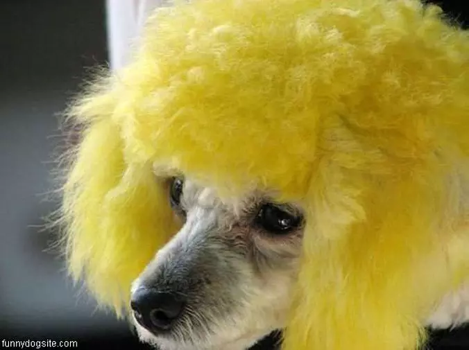 Nice Afro