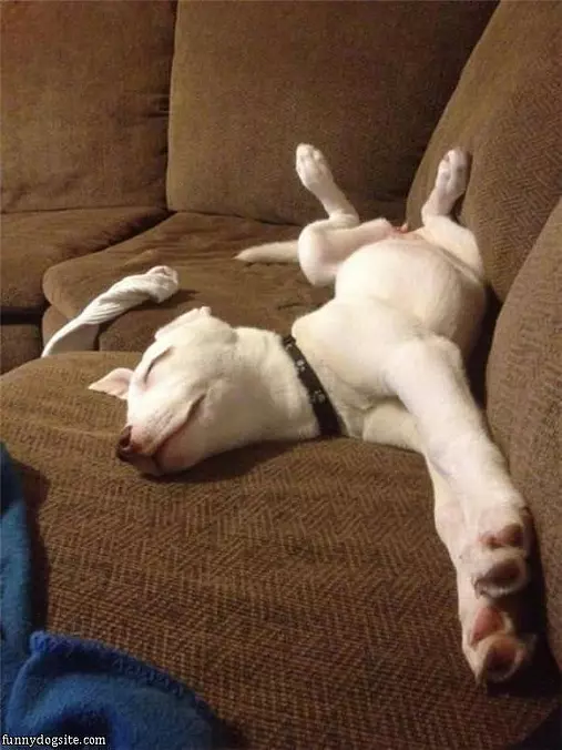 Chillin On The Couch