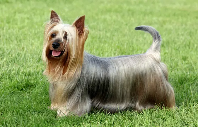 Silky Terrier cute