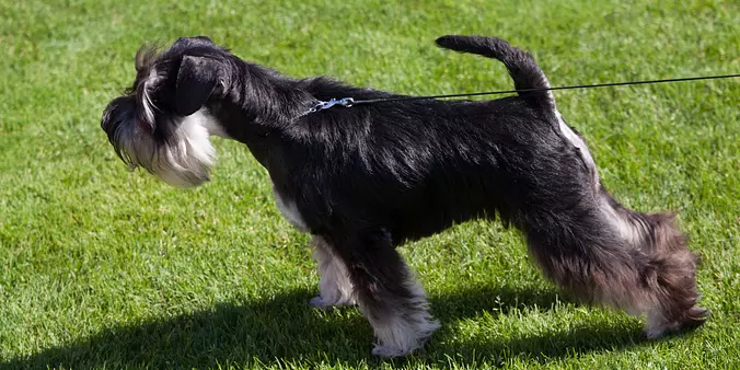 Standard Schnauzer puppy