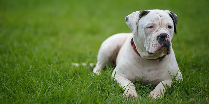 American Bull Dog
