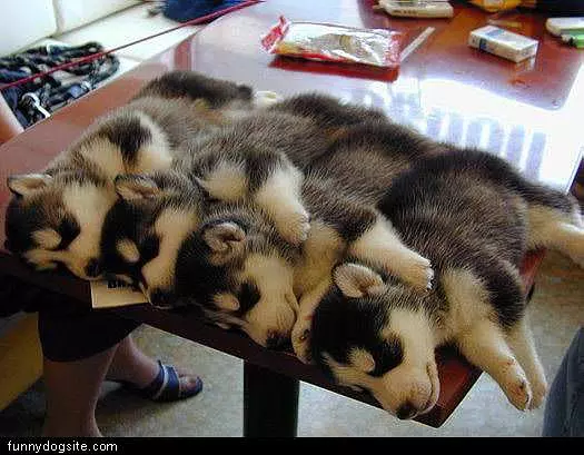 Cant Stack Dogs