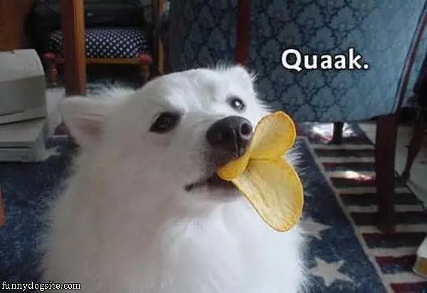 Quack