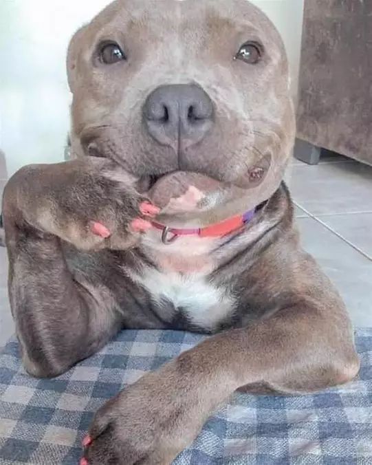 Oh Hai