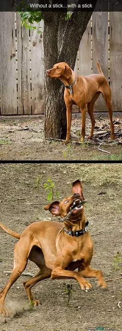 Fun With A Stick