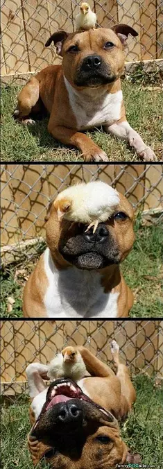 Playing Together With The Bird