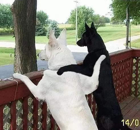 Dog Friends