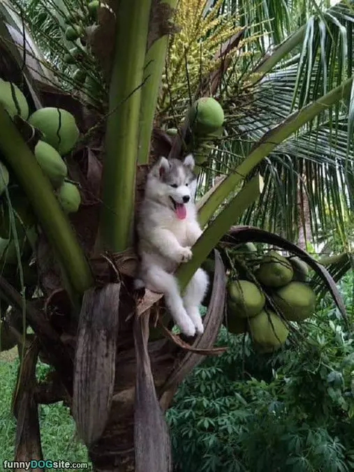 This Dog Is Cocnuts