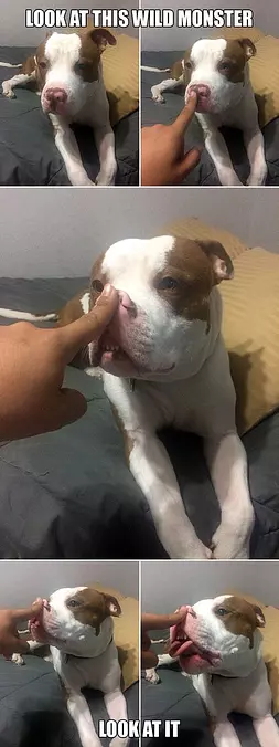 This Wild Monster