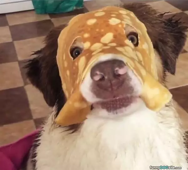 Pancake Dog