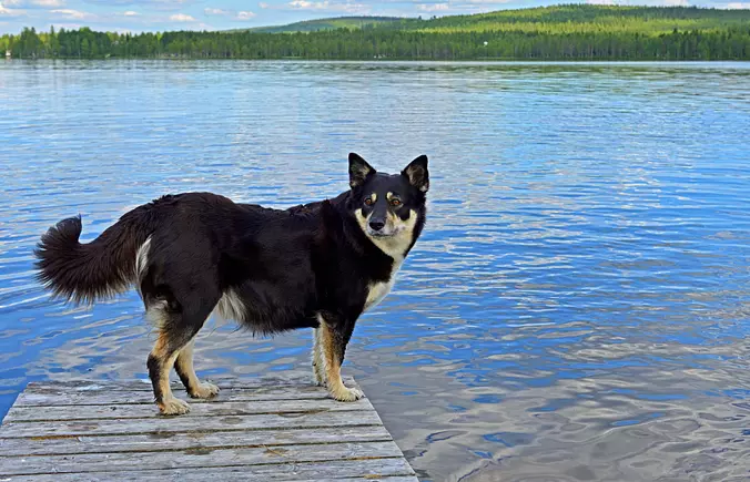 Black Lapponian Herder