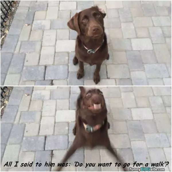 Want To Go For A Walk