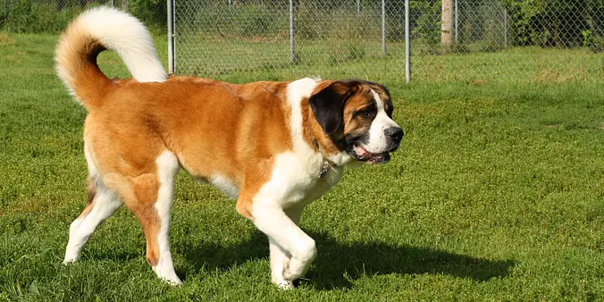 Saint Bernard