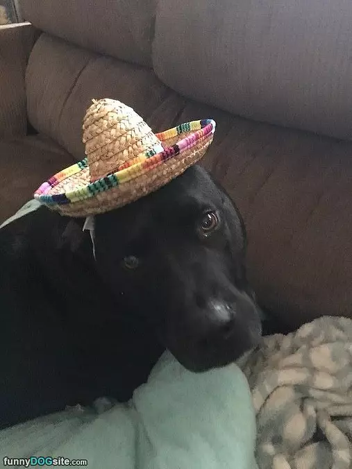 My Cute Hat