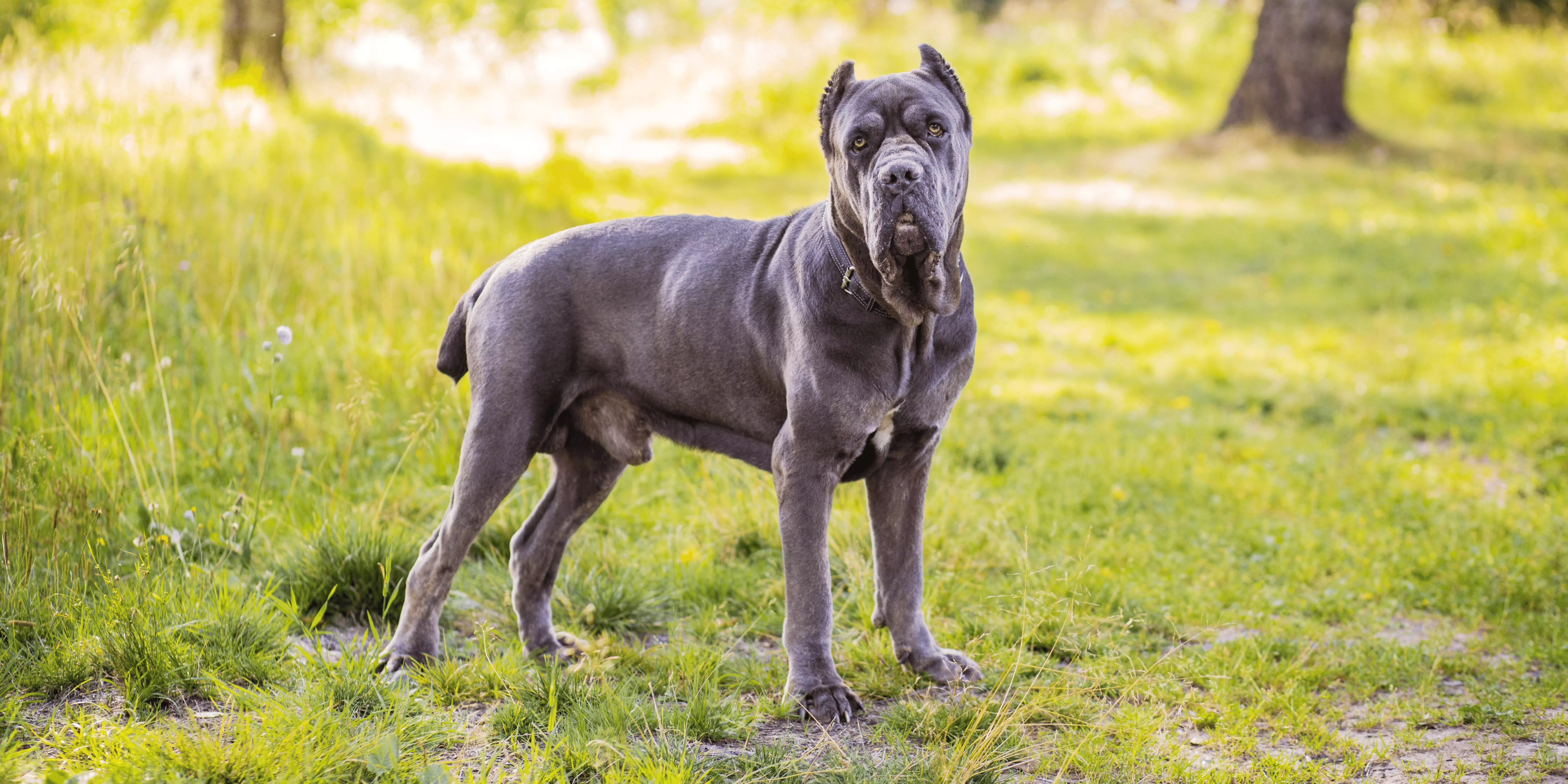 Cane Corso